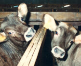 Perché i vegani non mangiano i derivati animali “biologici”?