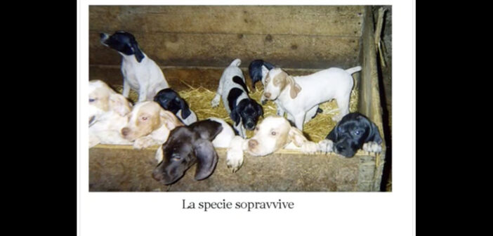 Sterilizzazioni e randagismo