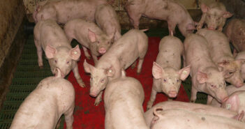 AnnoUno e la questione animale