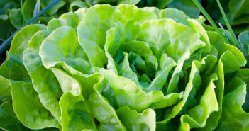Conferenza “Ma l’insalata è vegan?” a Viareggio