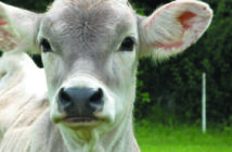 Perché i vegani non mangiano uova, latte e carne prodotti dai contadini?