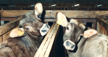 Perché i vegani non mangiano i derivati animali “biologici”?