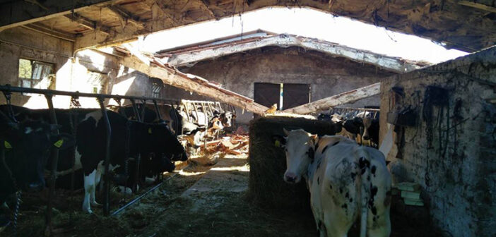Terremoto: non dimentichiamoci degli animali feriti dopo il crollo delle stalle e di quelli ancora sotto le macerie