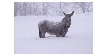 Ricoperti di neve