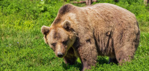 cattura dell'orso