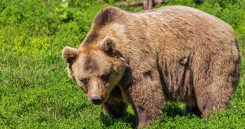cattura dell'orso