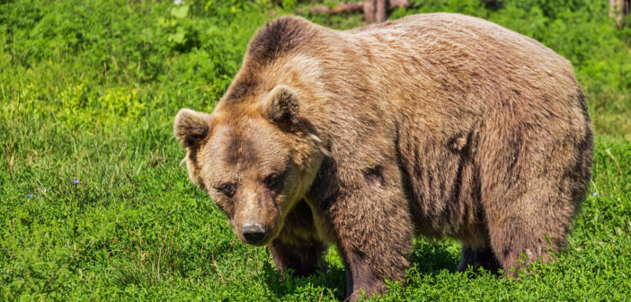 cattura dell'orso