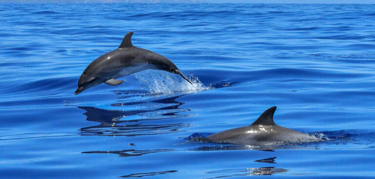 delfini-nuotano-mare