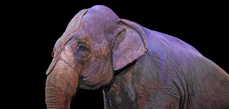 elefante-circo-papa