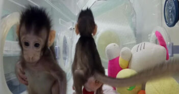macachi-clonati