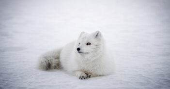 volpe_pelliccia_norvegia