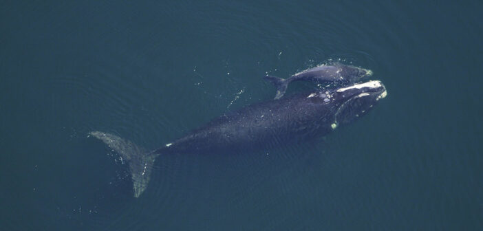 balena-con-cucciolo