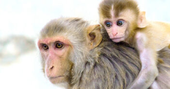 monkey-scimmie