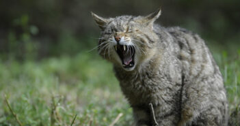 gatto-selvatico