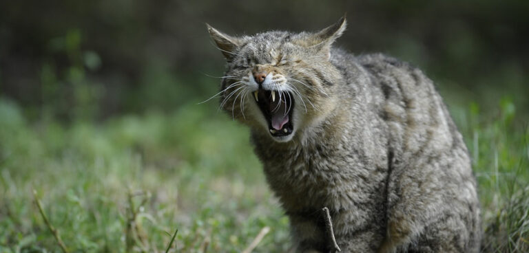 gatto-selvatico