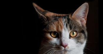 gatto