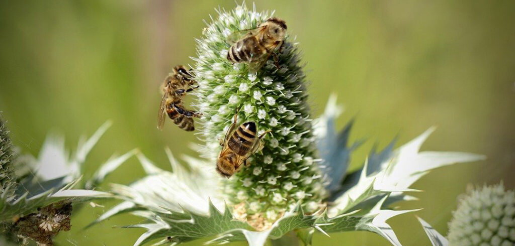 api-al-lavoro-foto di Annette Meyer