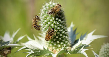api-al-lavoro-foto di Annette Meyer