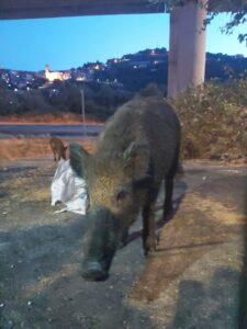 Carmelo il cinghiale