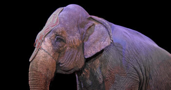 elefante-circo