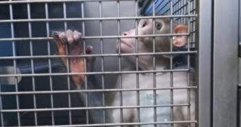 L’esperimento per accecare i macachi rinchiusi negli stabulari dell’Università di Parma macachi-vivisezione