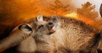 Mentre l’Australia brucia australia incendi