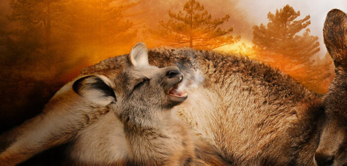 australia incendi