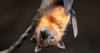 pipistrello