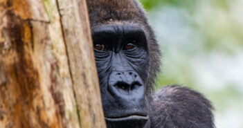 gorilla