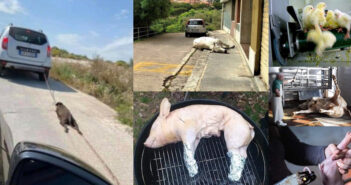 animali maltrattati cane di priolo ucciso