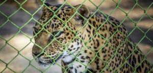 leopardo-zoo
