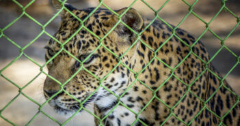 Vita e morte negli zoo leopardo-zoo