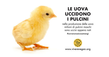 E’ uscita la nuova campagna di Progetto Vivere Vegan dedicata ai pulcini maschi uccisi per la produzione delle uova le uova uccidono i pulcini