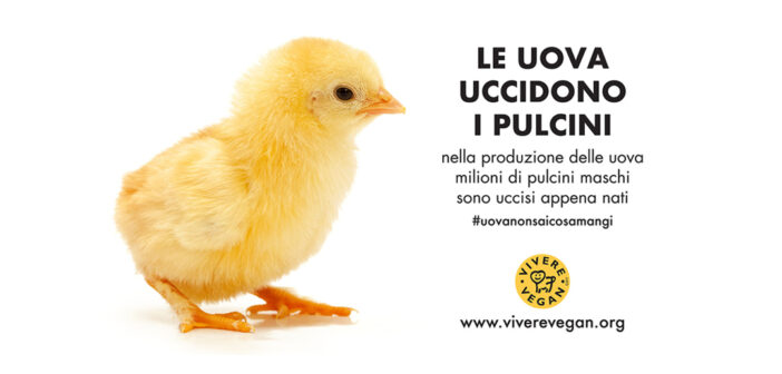 le uova uccidono i pulcini