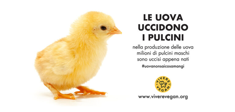 le uova uccidono i pulcini