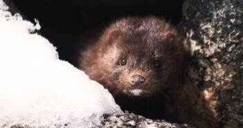 In Olanda: migliaia di visoni uccisi a causa del covid-19. Chiudiamo definitivamente gli allevamenti da pelliccia. visone in natura