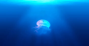 Parliamo di Meduse medusa