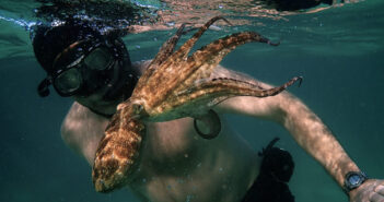 my-octopus-teacher