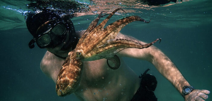 my-octopus-teacher