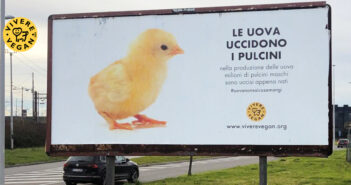 manifesto-pulcini-uova