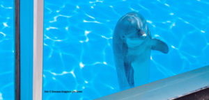 delfinari