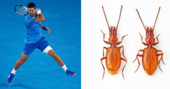Tennis, insetti, giochi di potere