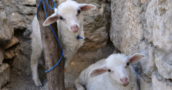 Riflessioni sulle vittime di Pasqua